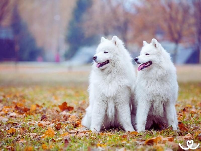 Psi-plemeno-samojed (9)